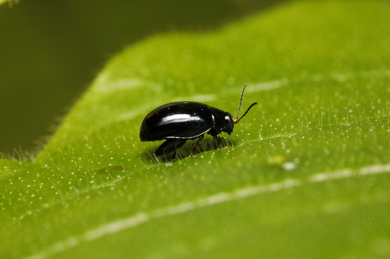 The African tulip tree flea-beetle, a new biocontrol agent for the invasive alien African tulip tree in the Pacific Islands