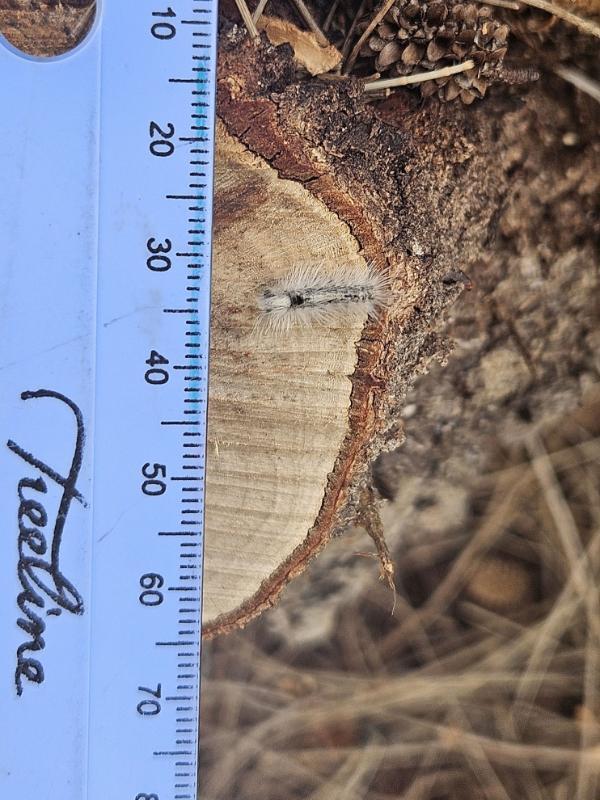 Caterpillar
