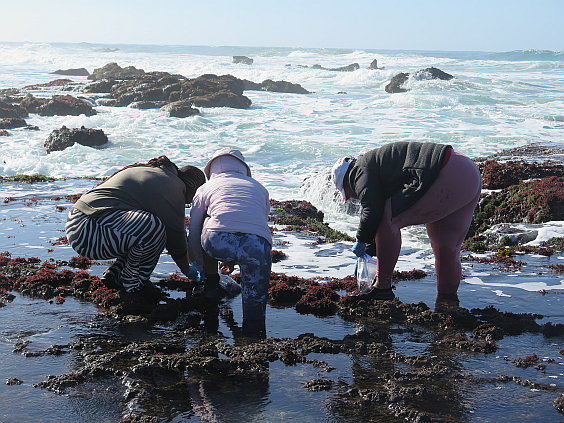rocky shore zizonke et al
