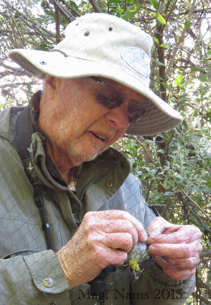 Pat Hulley extricating a Cape white-eye from mist netting. Photo: Magi Nams (2015)
